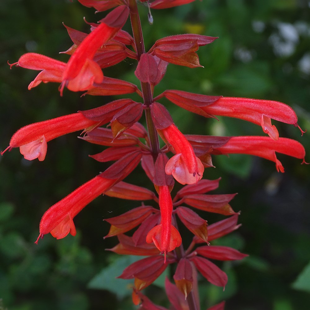 <i>Salvia</i> <b class=small-caps>Tropicolour Carmine</b> ('Troprd24') (PBR) (Tropicolour Series)