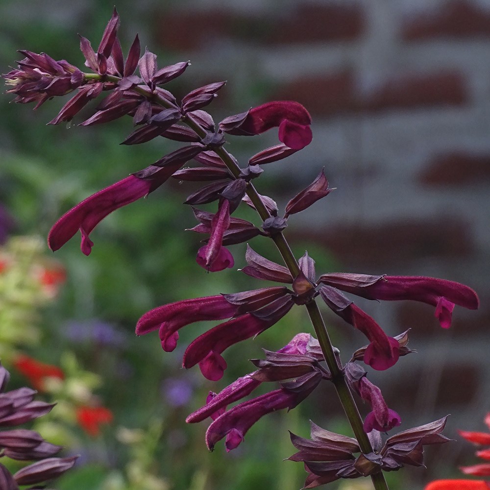 <i>Salvia</i> <b class=small-caps>Tropicolour Claret</b> ('Tropdwn24') (PBR) (Tropicolour Series)