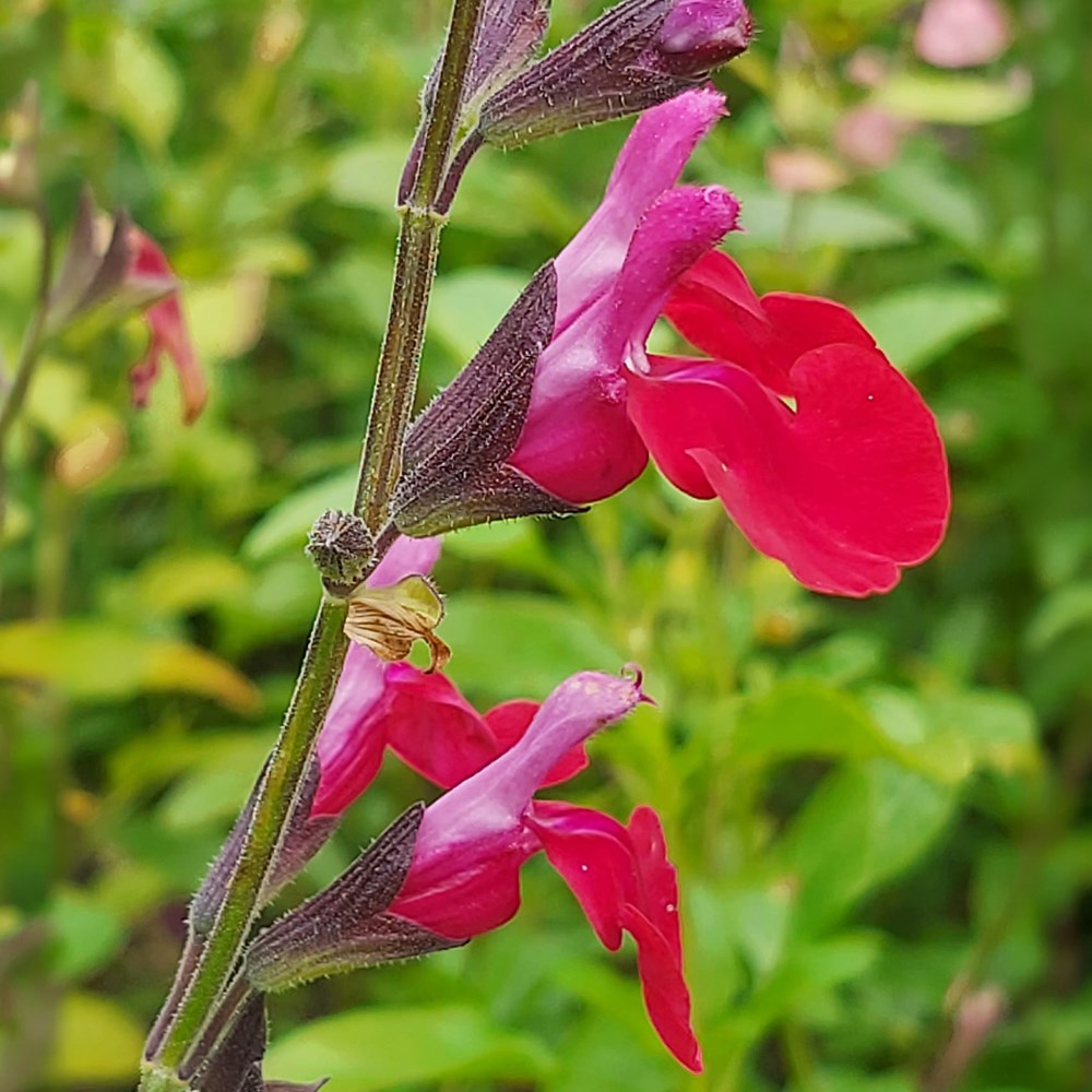 <i>Salvia</i> 'Pink Velvet'