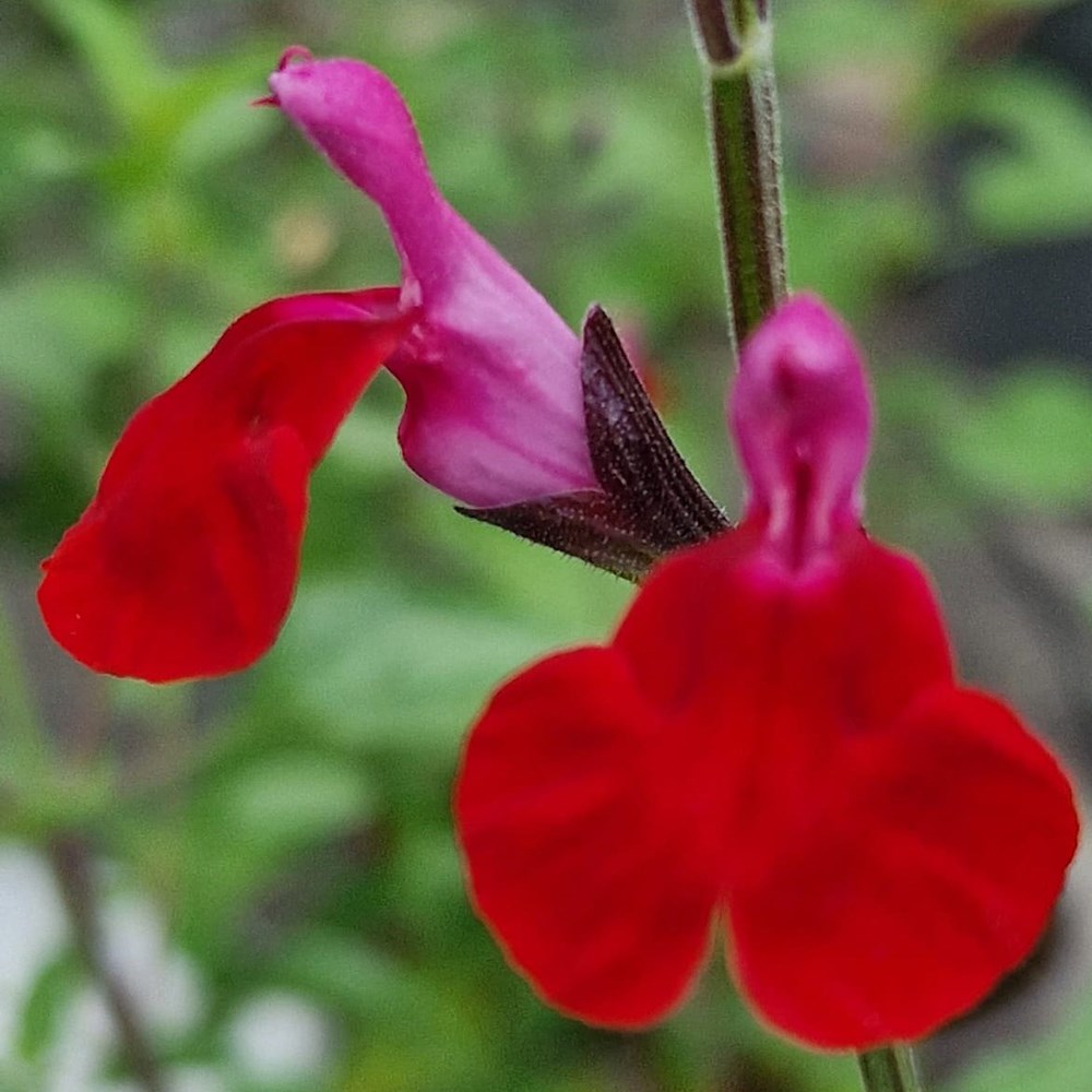 <i>Salvia</i> 'Pink Velvet'