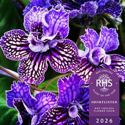 Streptocarpus Sirius