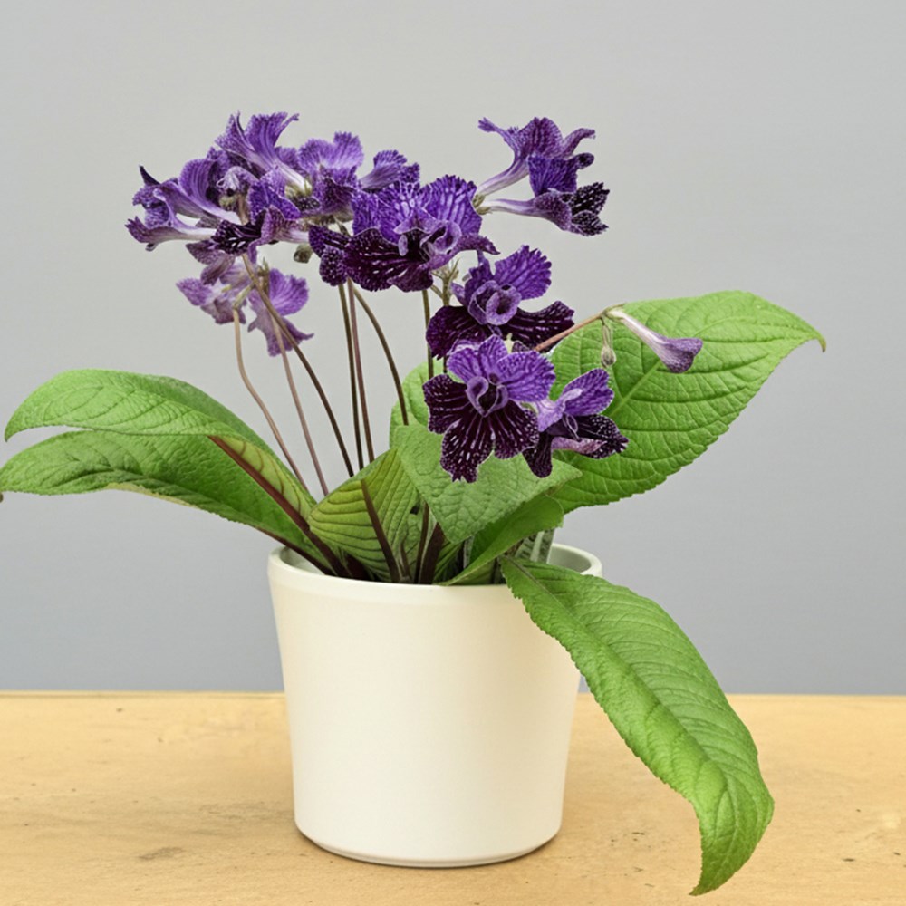 <i>Streptocarpus</i> 'Sirius' & ceramic pot cover