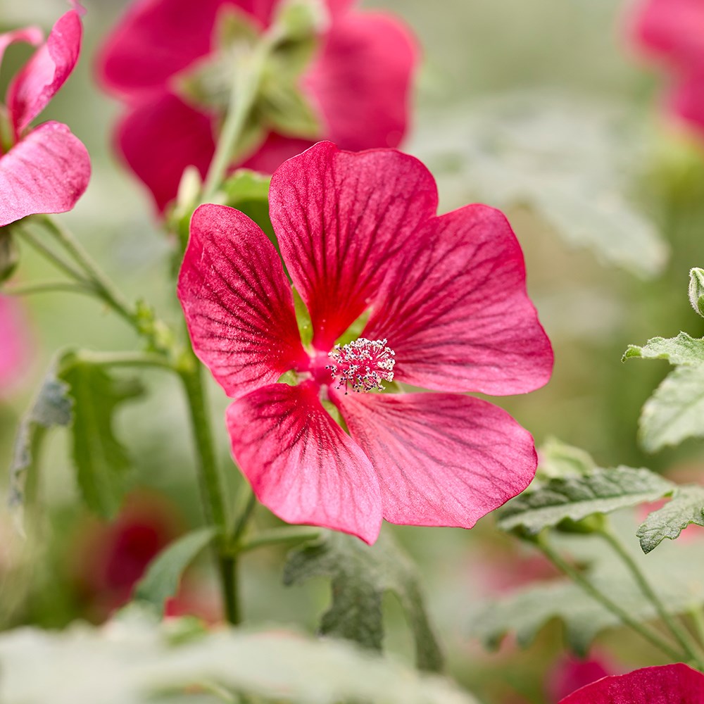 <i>Anisodontea</i> <b class=small-caps>Carnival Lights® Candy Apple</b> ('IB201-7')
