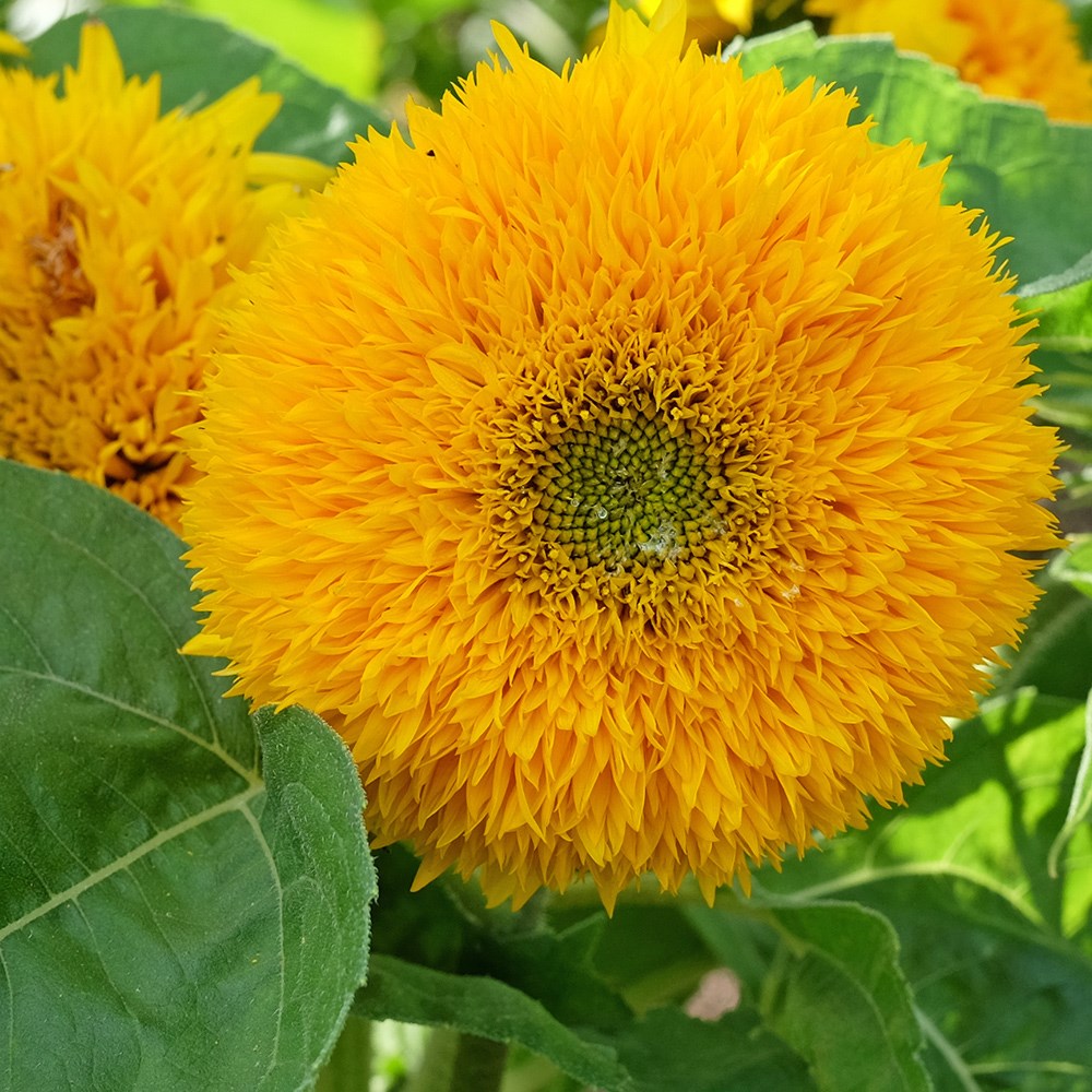 <i>Helianthus annuus</i> 'Teddy Bear'
