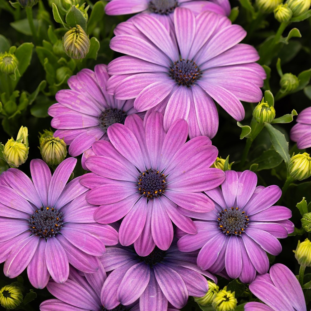 <i>Osteospermum</i> 'Dalina Lavender Blue'