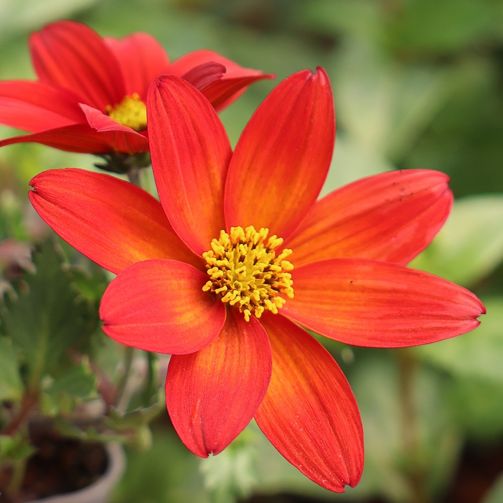 <i>Bidens</i> 'Trailing Orange Eye'