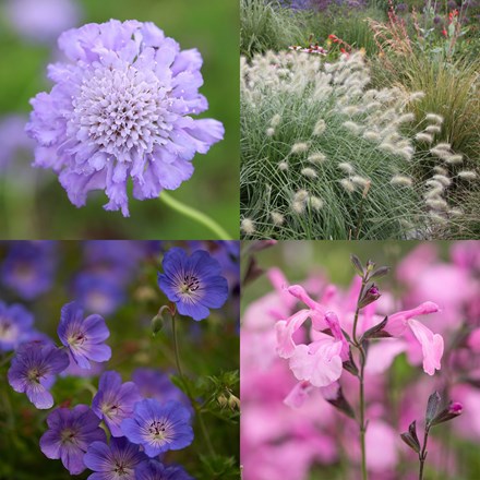 Soft summer pollinator Mini-border collection