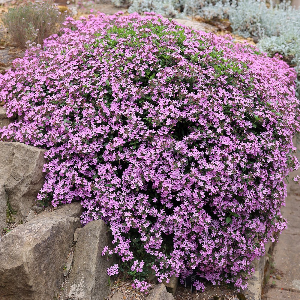 <i>Saponaria ocymoides</i> 