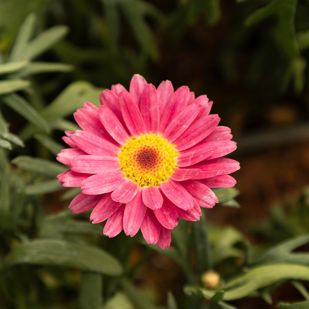<i>Argyranthemum</i> 'Santorini Dark Rose'
