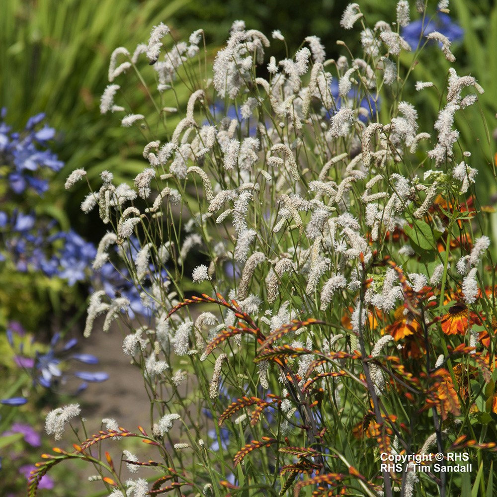 <i>Sanguisorba tenuifolia</i> 'White Tanna'