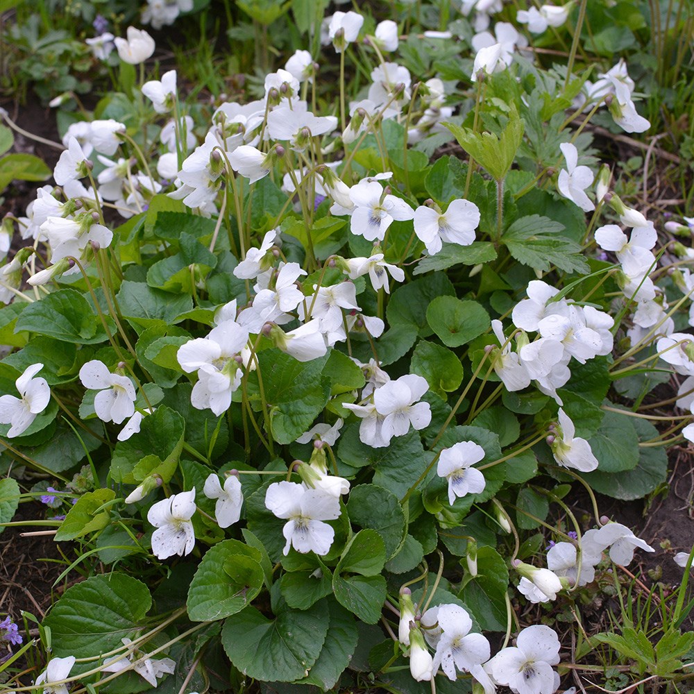 <i>Viola odorata</i> 'Alba'