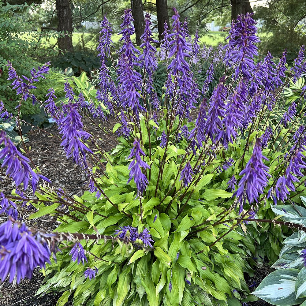<i>Hosta</i> 'Time in a Bottle' (PBR)