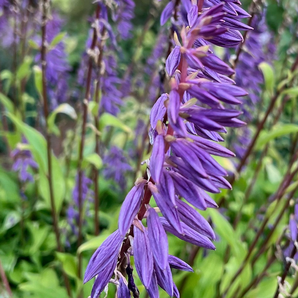 <i>Hosta</i> 'Time in a Bottle' (PBR)