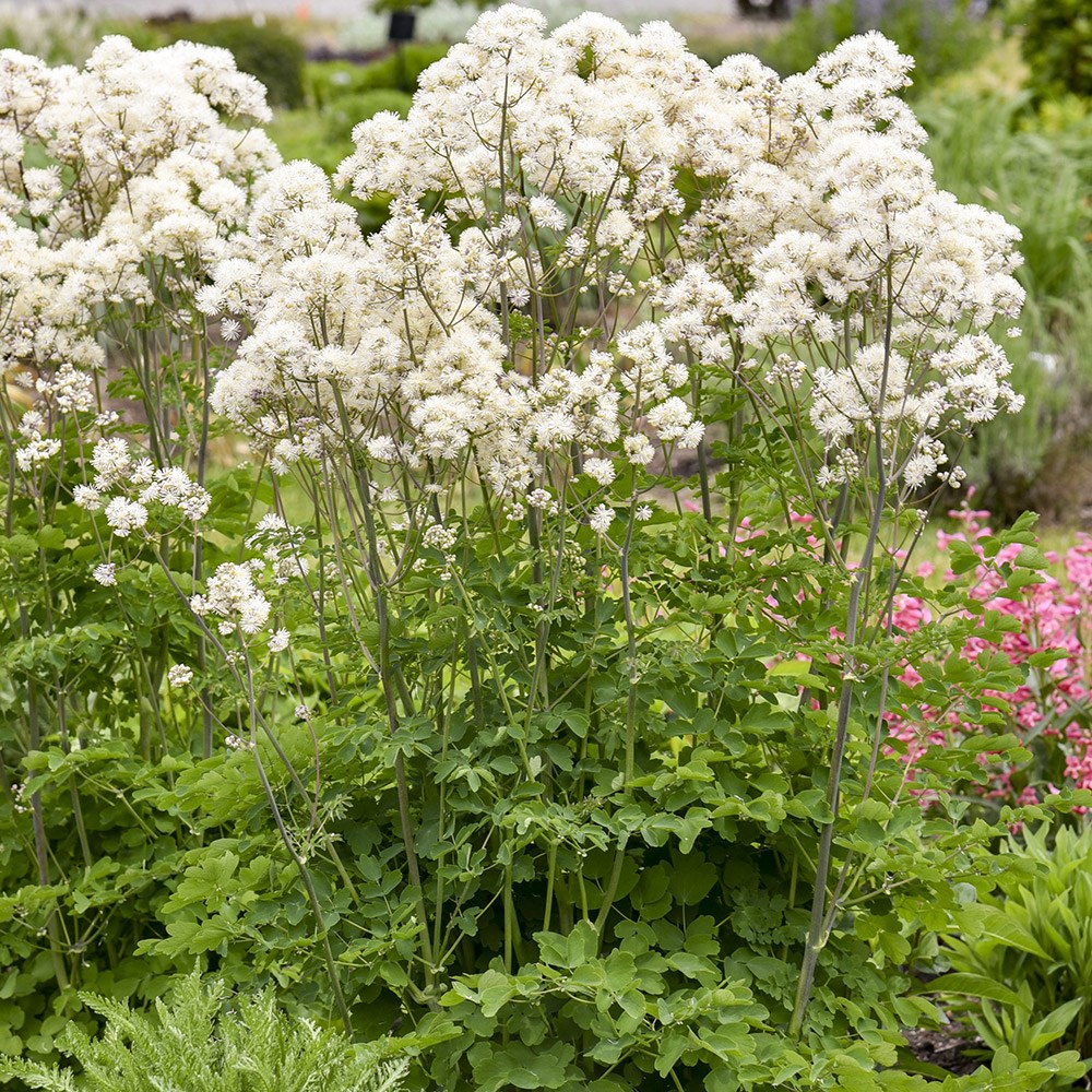 <i>Thalictrum</i> 'Cotton Ball'