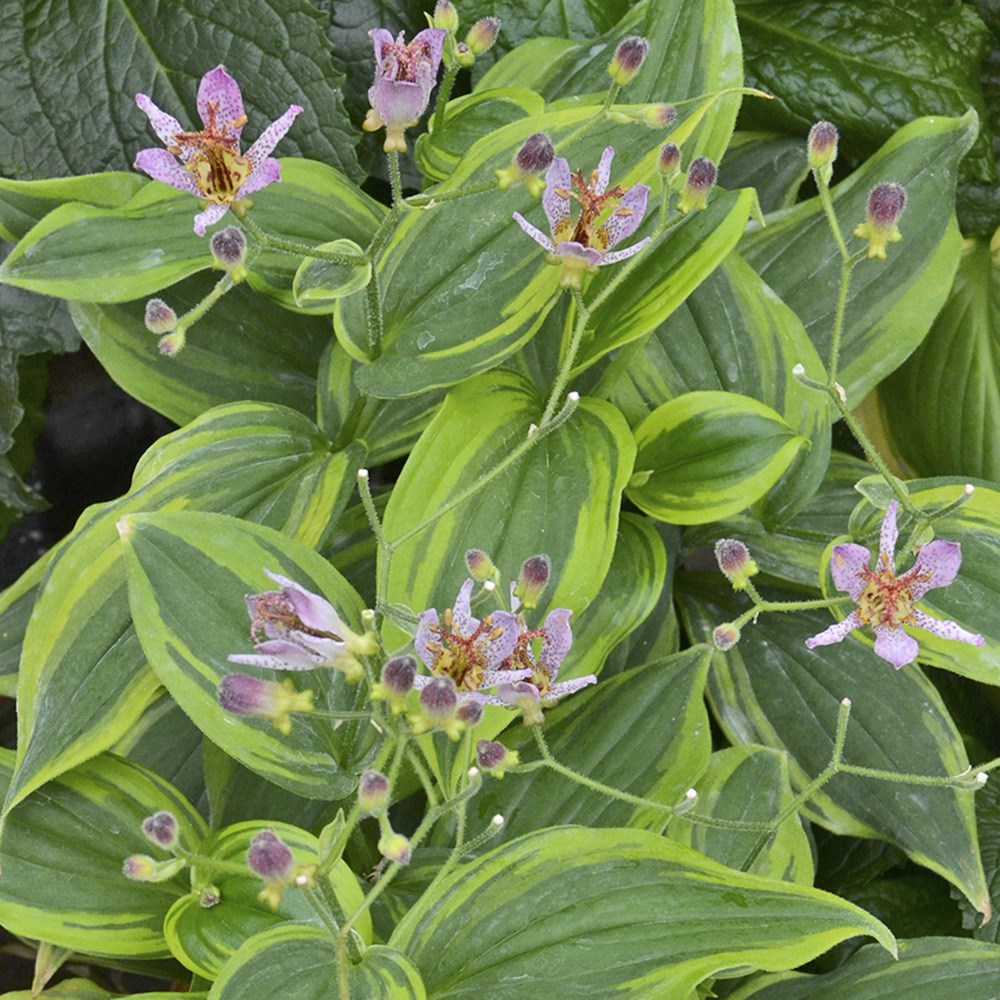 <i>Tricyrtis formosana</i> 'Autumn Glow'