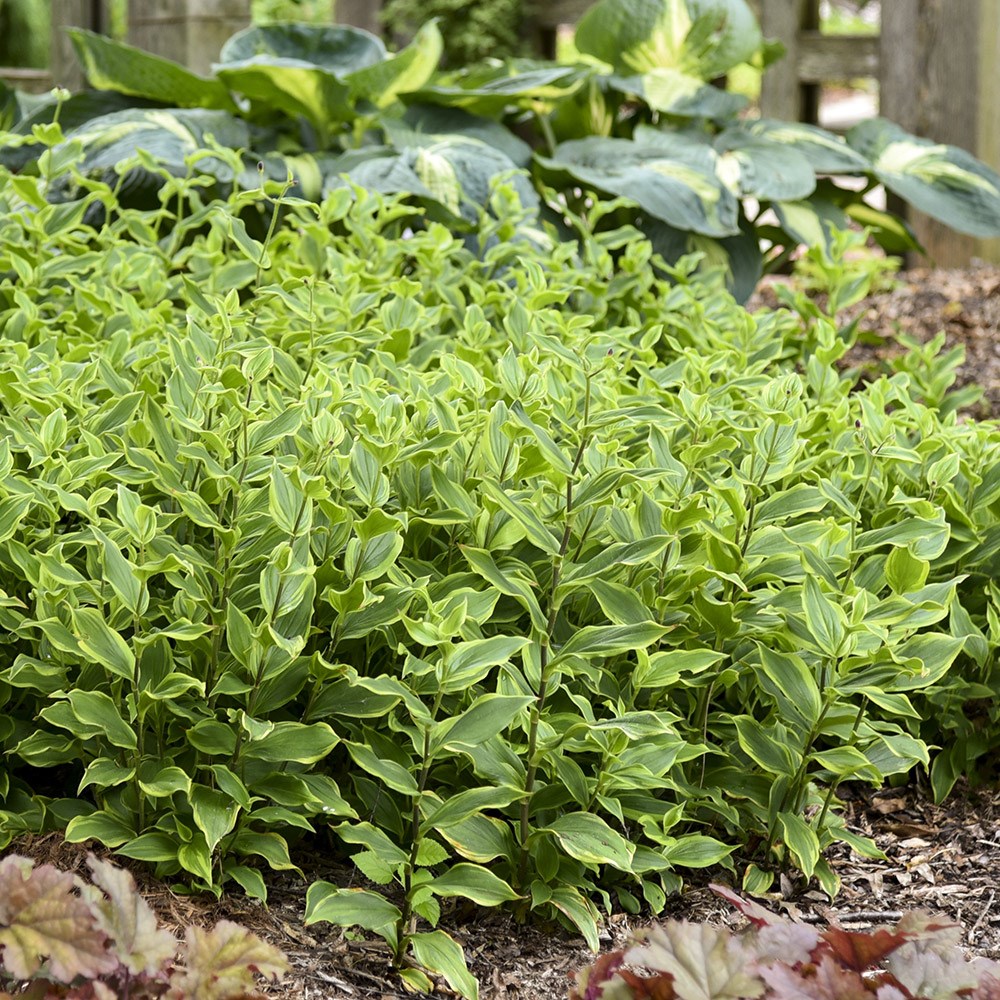<i>Tricyrtis formosana</i> 'Autumn Glow'