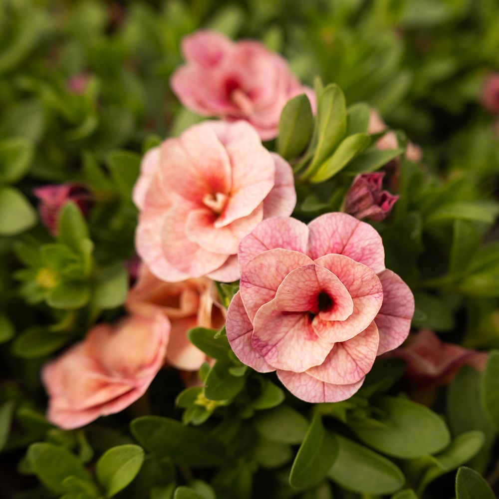 <i>Calibrachoa</i> 'Cabaret Double Pink Vein'