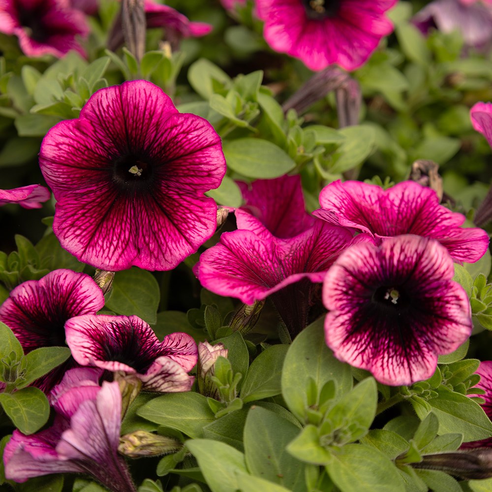 <i>Petunia</i> 'Gotunia Purple Dark Vein'