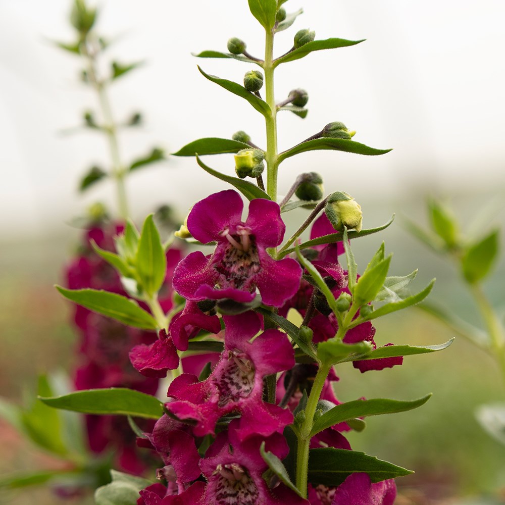 <i>Angelonia</i> 'Archangel Fuchsia'