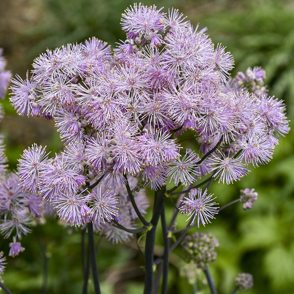 <i>Thalictrum</i> 'Cotton Candy'