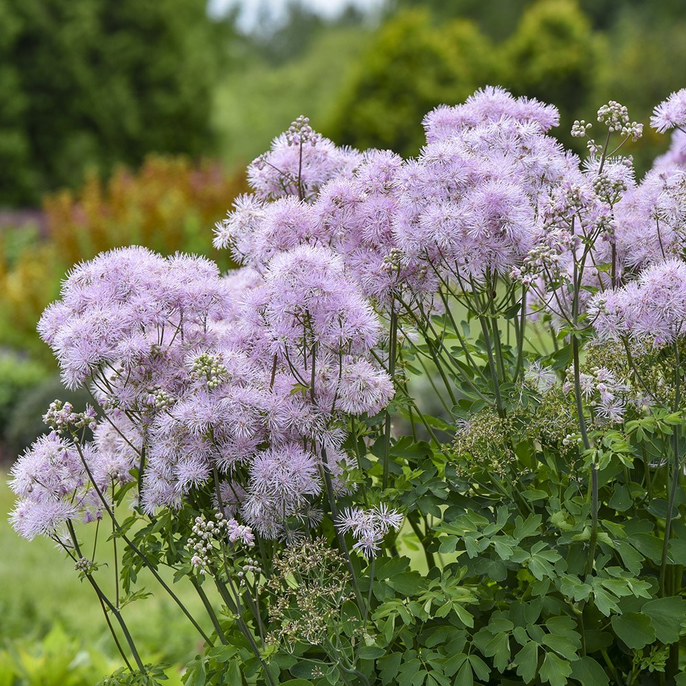 <i>Thalictrum</i> 'Cotton Candy'