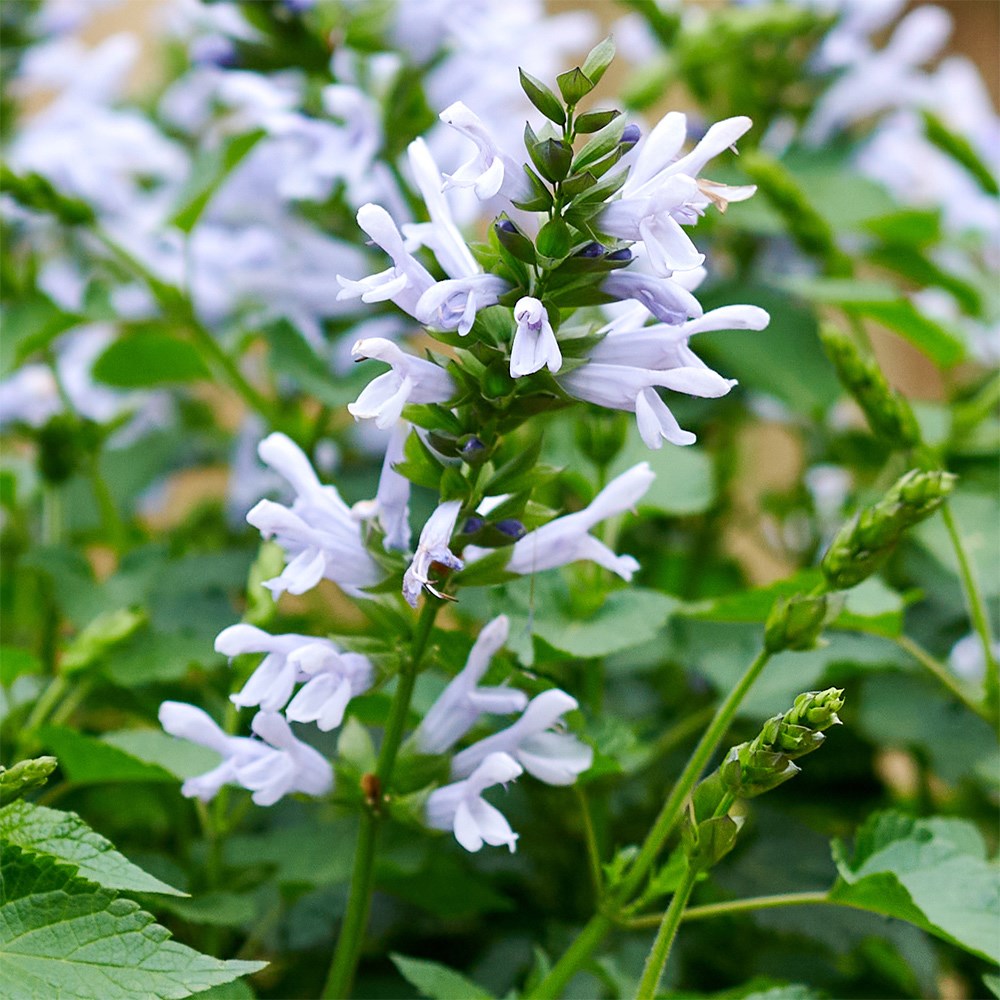 <i>Salvia</i> <b class=small-caps>Lake Silvretta</b>  ('Tl1086') (Salgoon Series) (PBR)