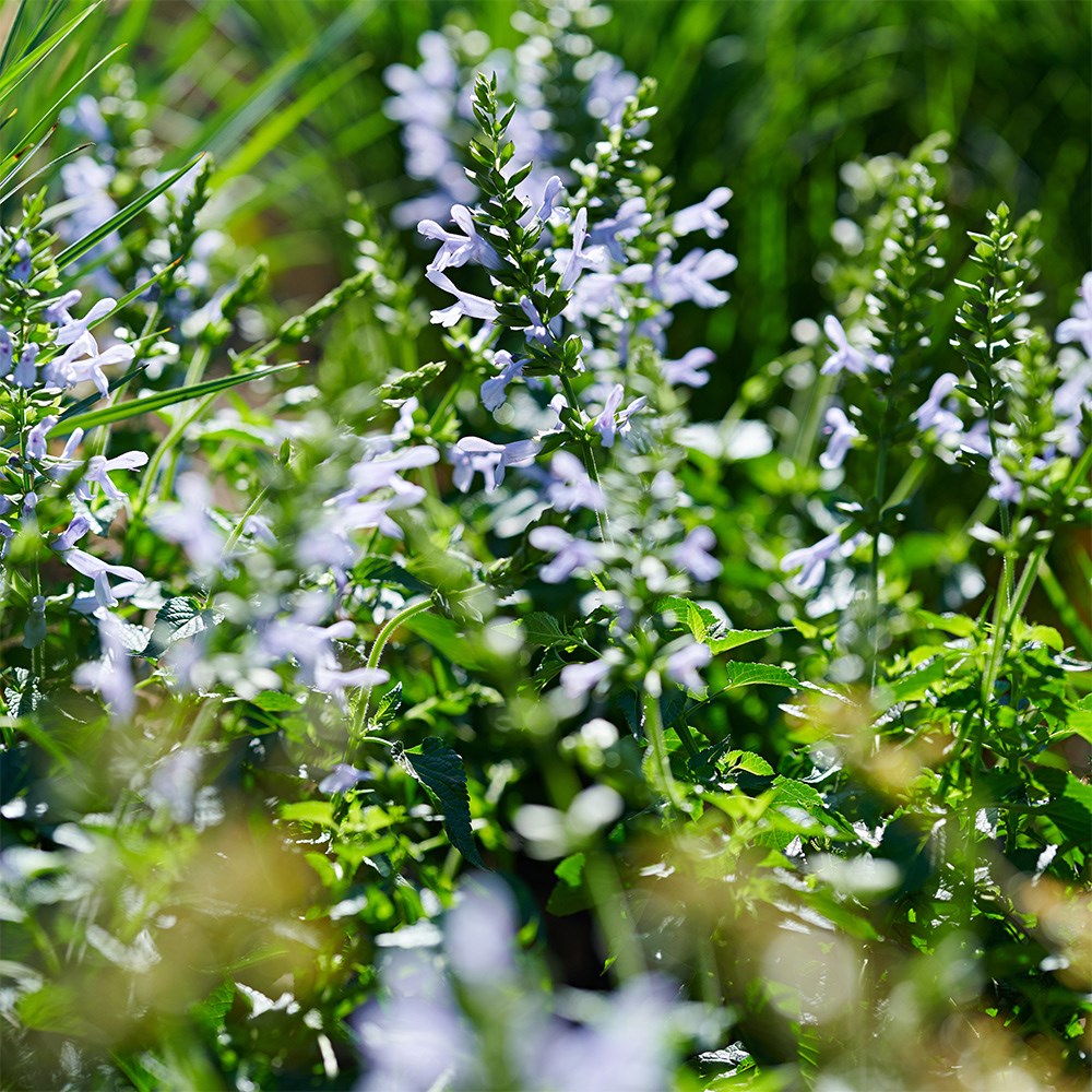<i>Salvia</i> <b class=small-caps>Lake Silvretta</b>  ('Tl1086') (Salgoon Series) (PBR)