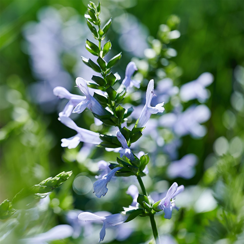 <i>Salvia</i> <b class=small-caps>Lake Silvretta</b>  ('Tl1086') (Salgoon Series) (PBR)