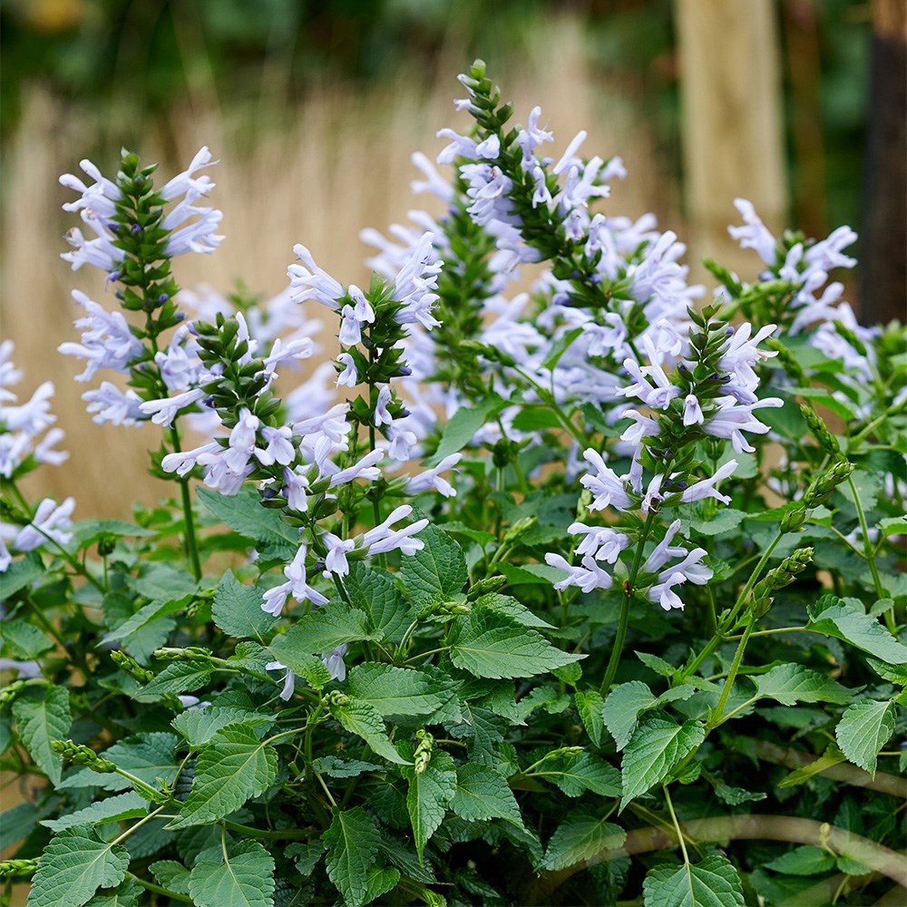 <i>Salvia</i> <b class=small-caps>Lake Silvretta</b>  ('Tl1086') (Salgoon Series) (PBR)