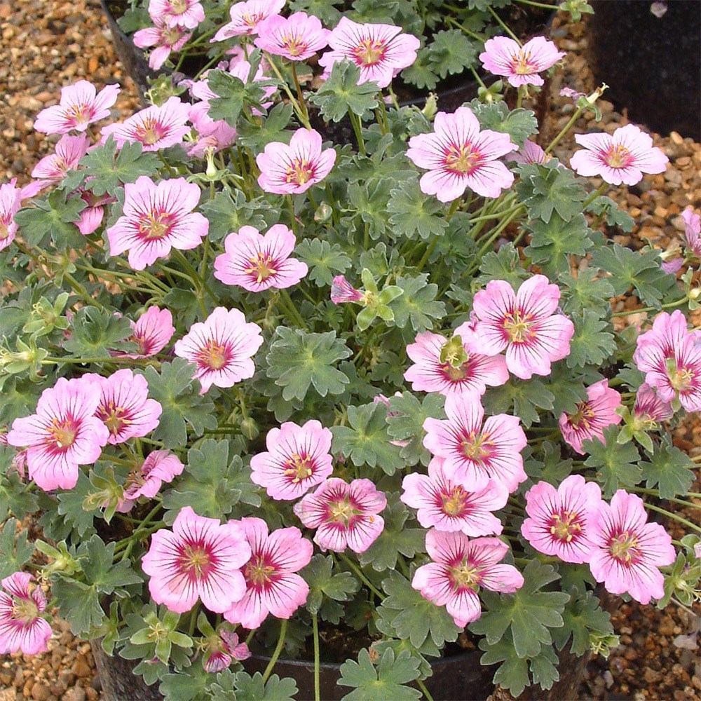 <i>Geranium</i> (Cinereum Group) <b class=small-caps>Rothbury Gem</b> ('Gerfos') (PBR)