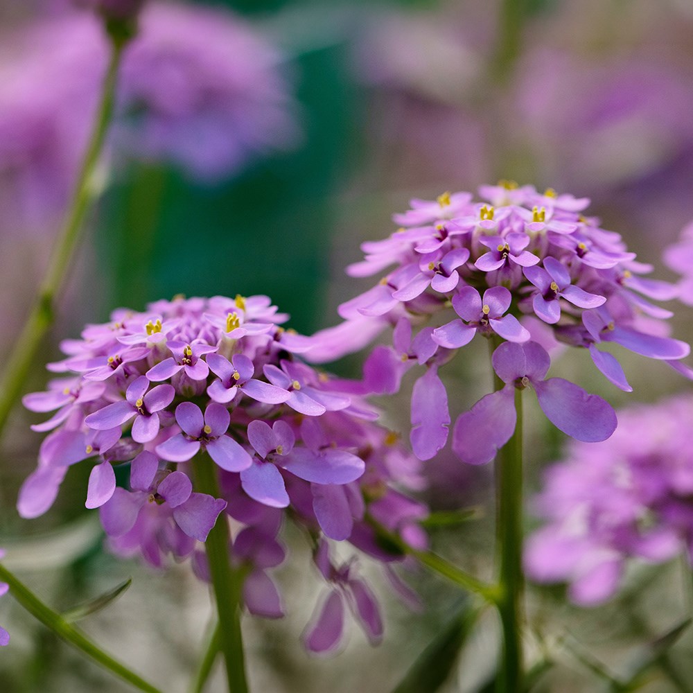 <i>Iberis</i> <b class=small-caps>Mermaid Lavender</b> ('Ibsz0007') (PBR)