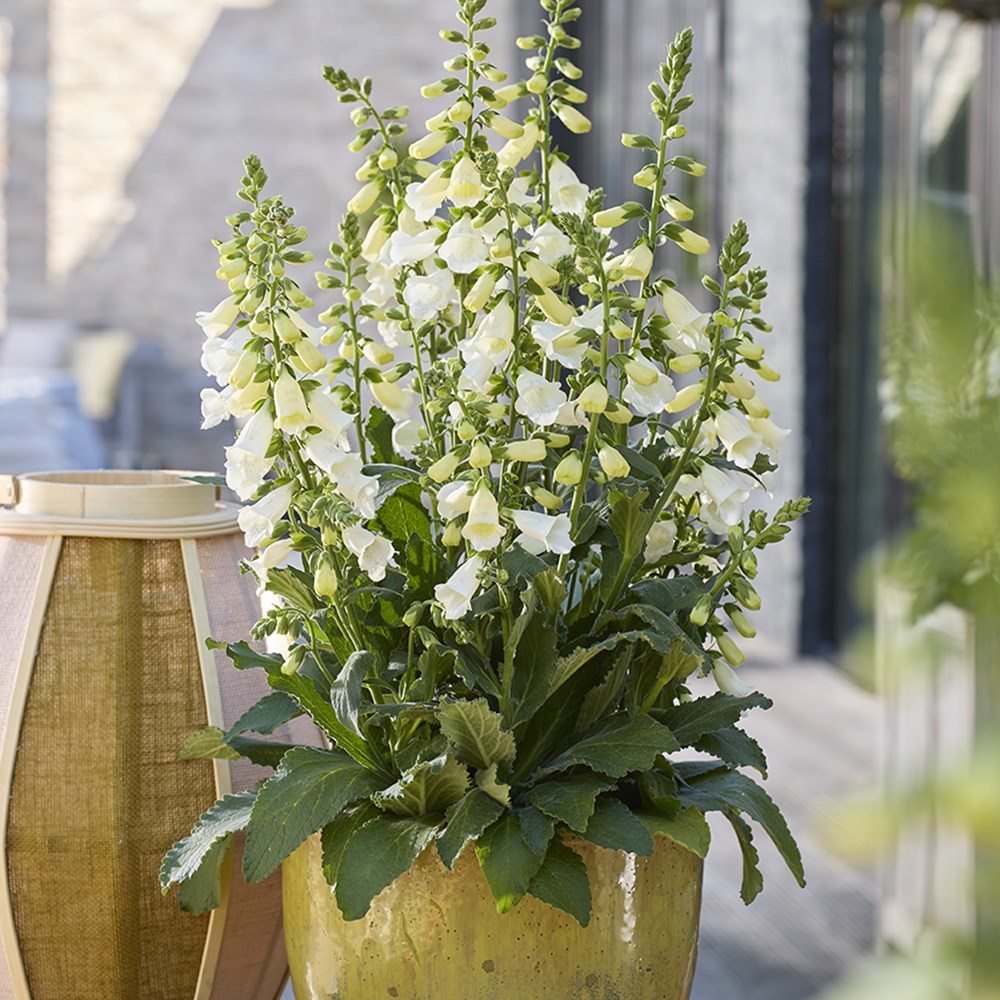 <i>Digitalis purpurea</i> 'Hanabee White'