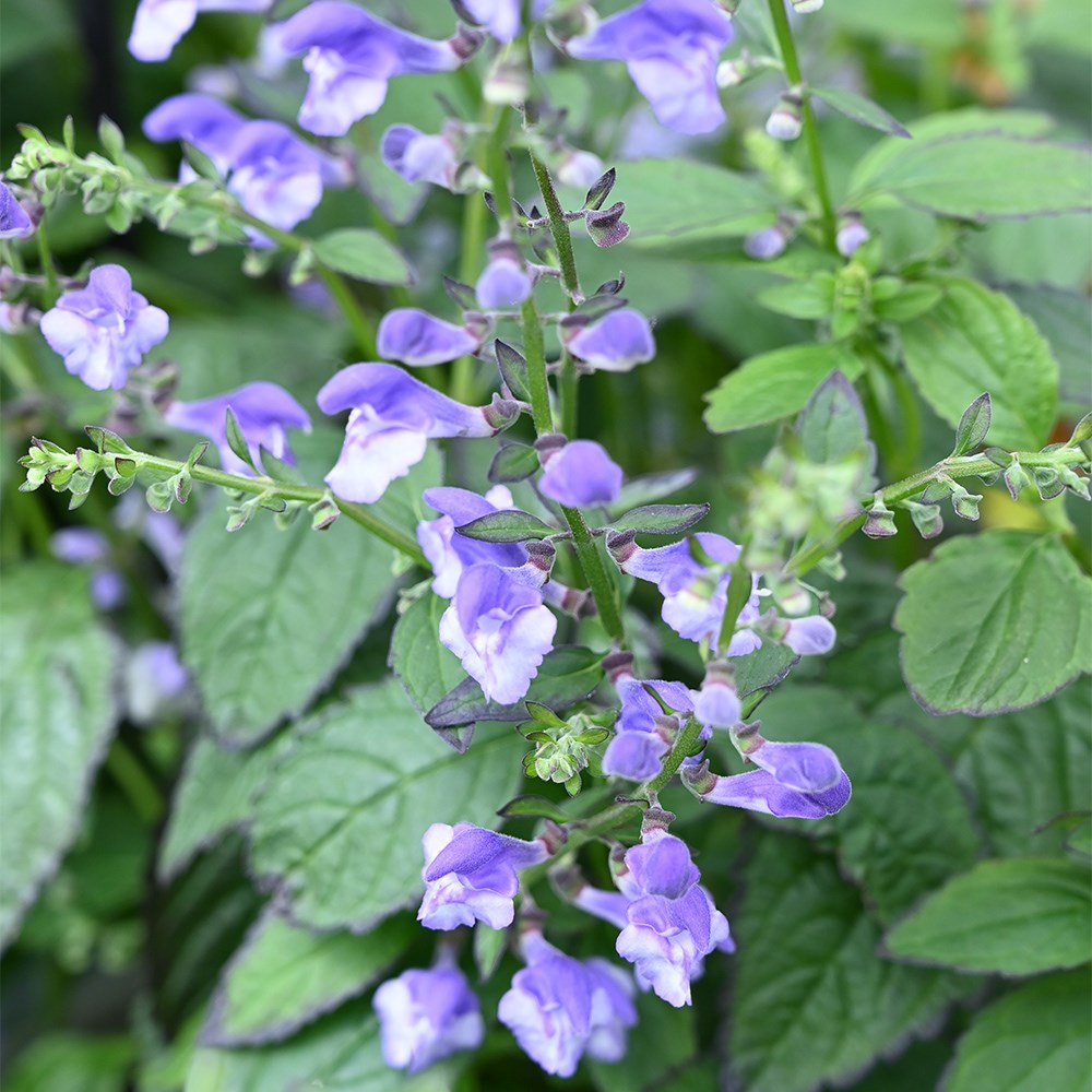 <i>Scutellaria</i> 'Appalachian Blues' (PBR)