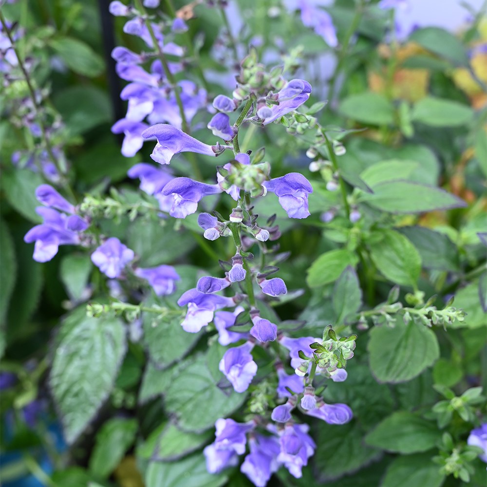 <i>Scutellaria</i> 'Appalachian Blues' (PBR)