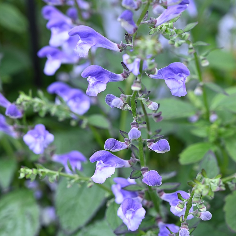 <i>Scutellaria</i> 'Appalachian Blues' (PBR)