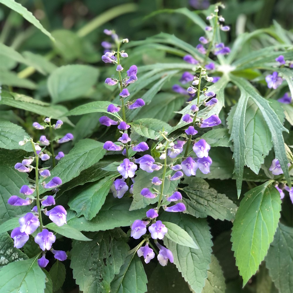 <i>Scutellaria</i> 'Appalachian Blues' (PBR)