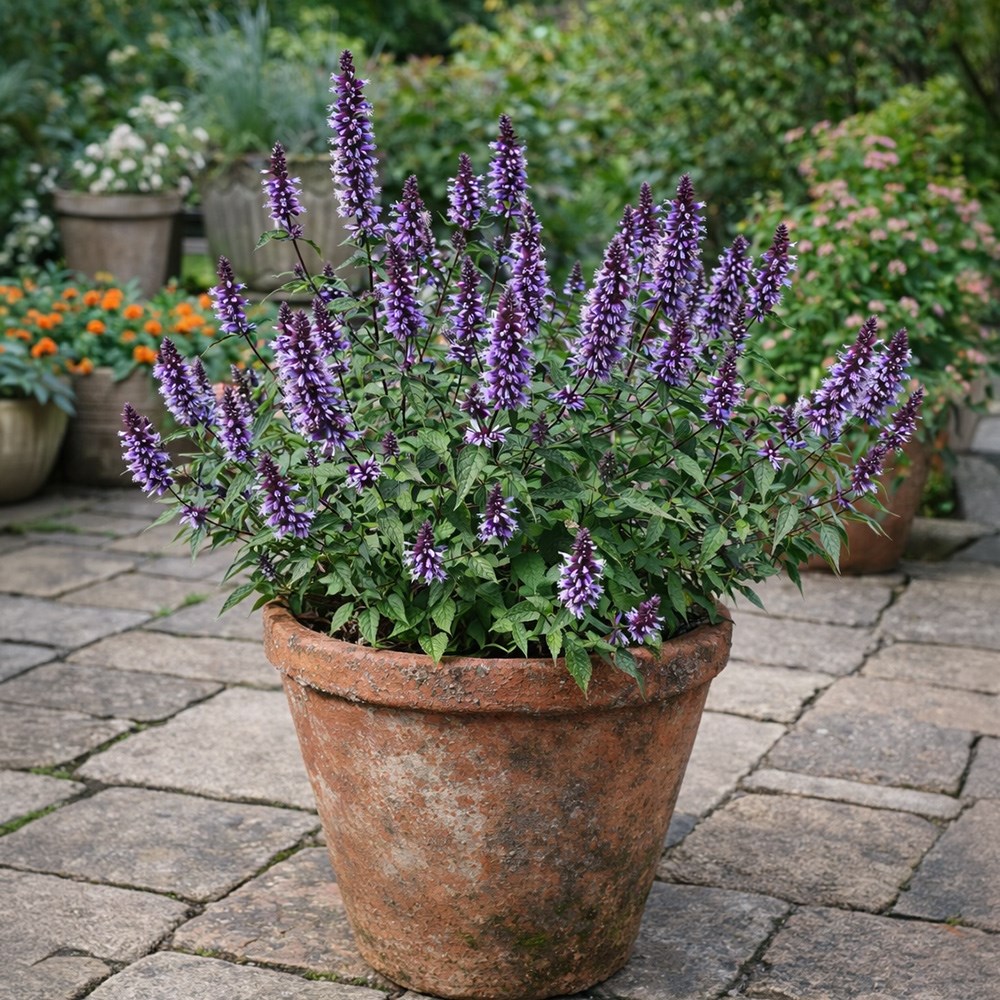 <i>Agastache rugosa</i> <b class=small-caps>Beelicious Blue</b> ('Agabl') (PBR)