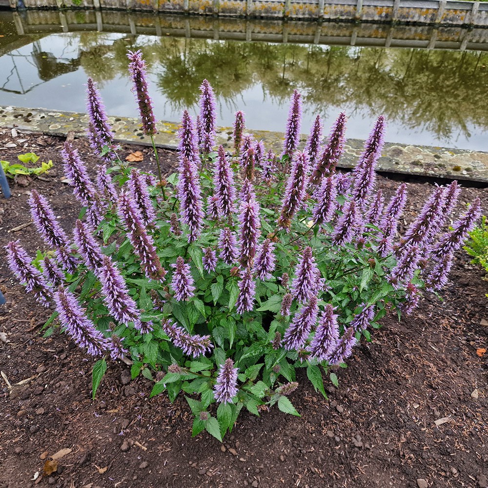 <i>Agastache rugosa</i> <b class=small-caps>Beelicious Blue</b> ('Agabl') (PBR)