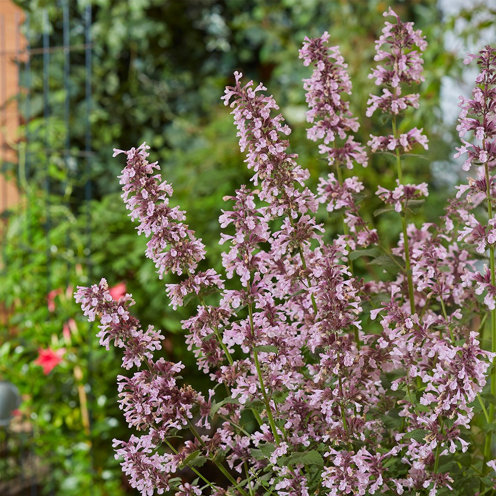 <i>Nepeta</i> × faassenii <b class=small-caps>Whispurr Pink</B> ('Balpurrink') (PBR) (Whispurr Series)
