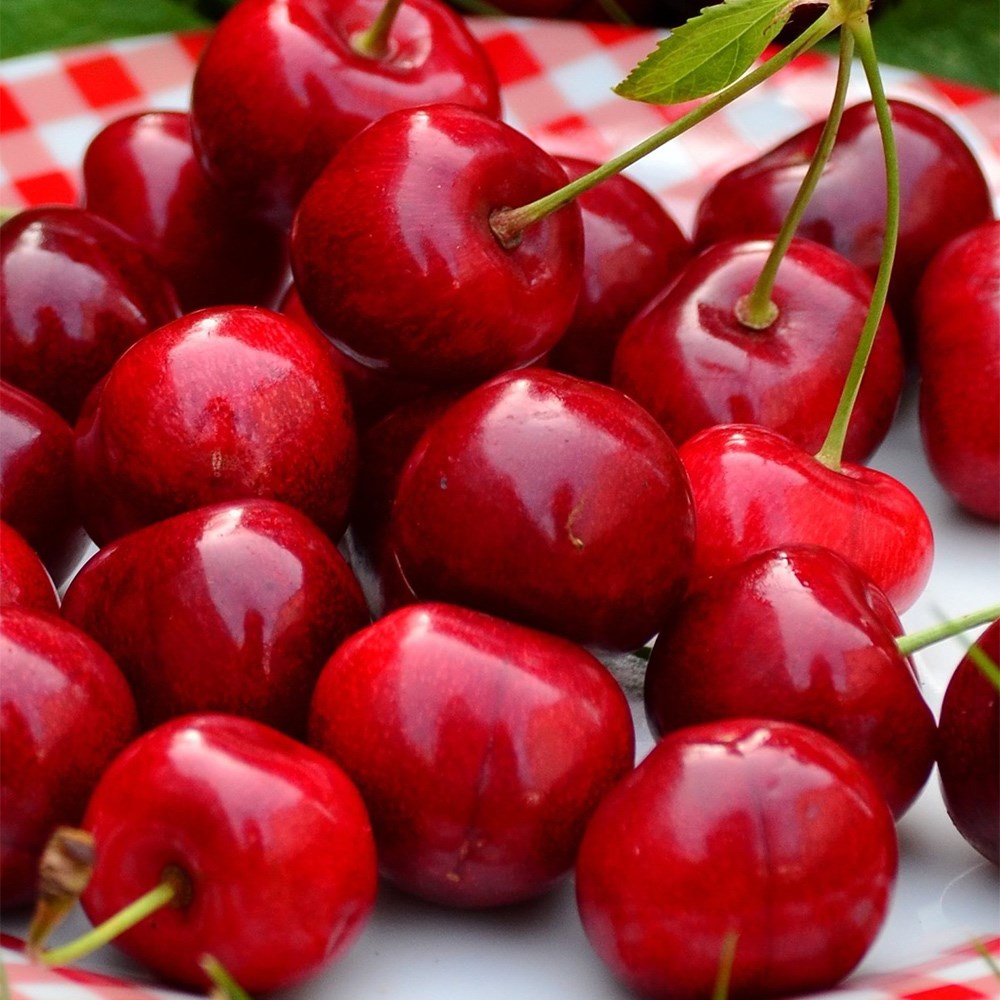 cherry 'Sweetheart'
