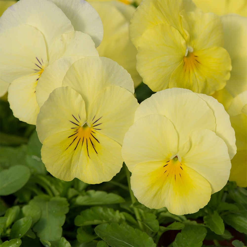 <i>Viola × wittrockiana</i> 'Cool Wave Lemon'