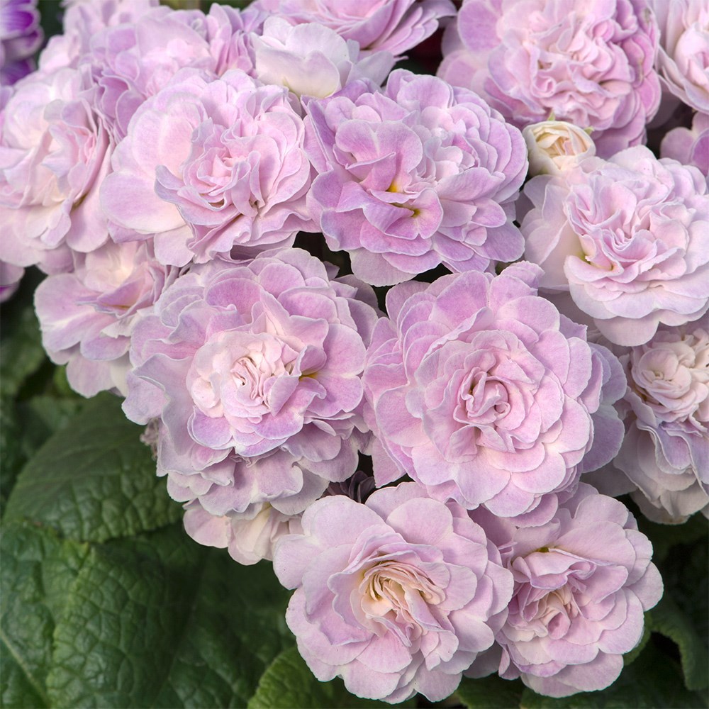 <i>Primula</i> 'Belarina Pink Ice (Belarina Series)'