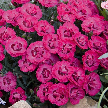Dianthus Early Love ('Kledg18267') (PBR)