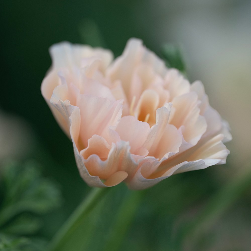 <i>Eschscholzia californica</i> 'Pink Champagne'