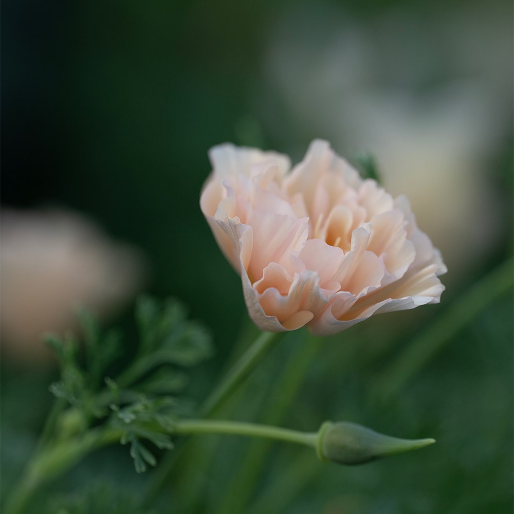 <i>Eschscholzia californica</i> 'Pink Champagne'