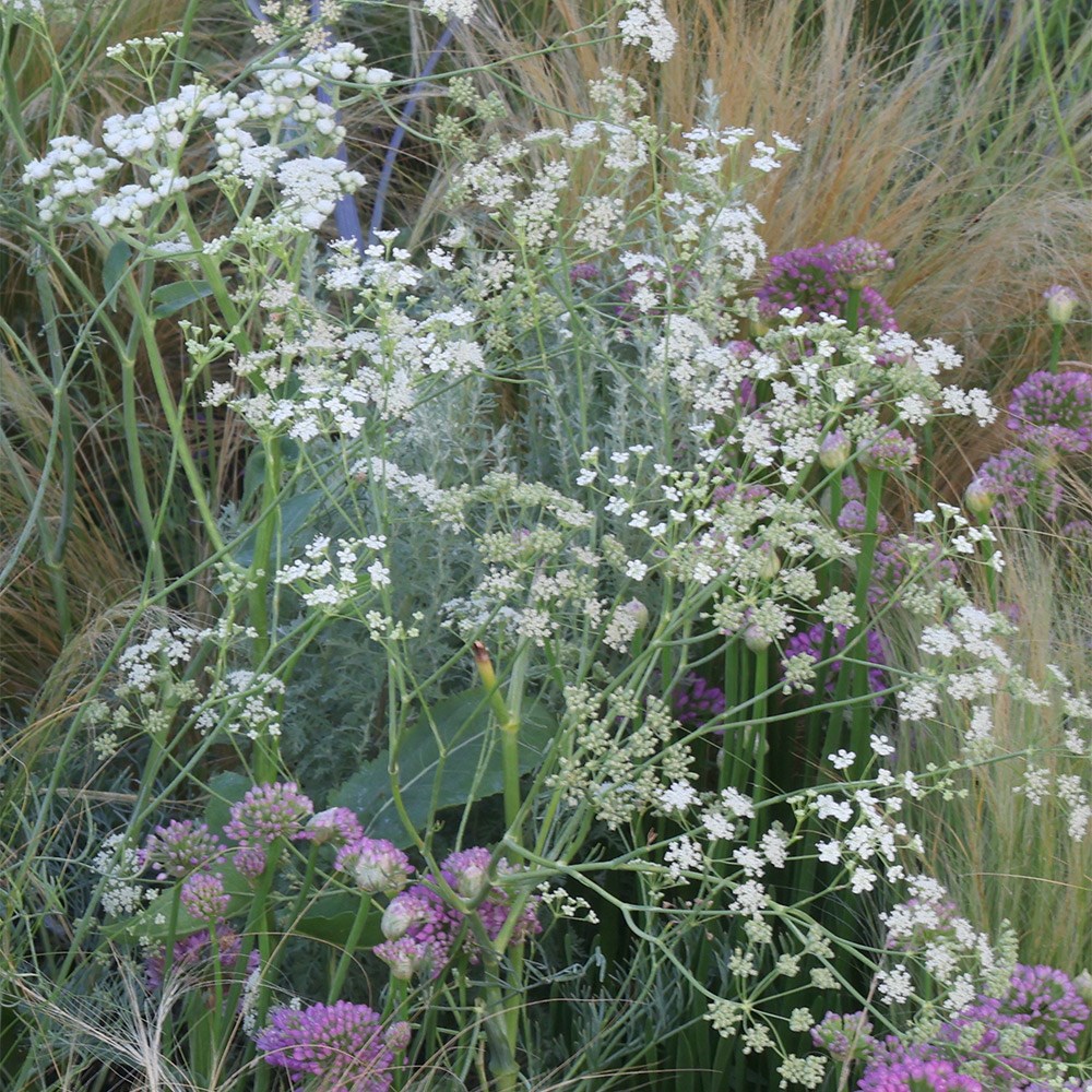 <i>Seseli elatum subsp. osseum</i> 