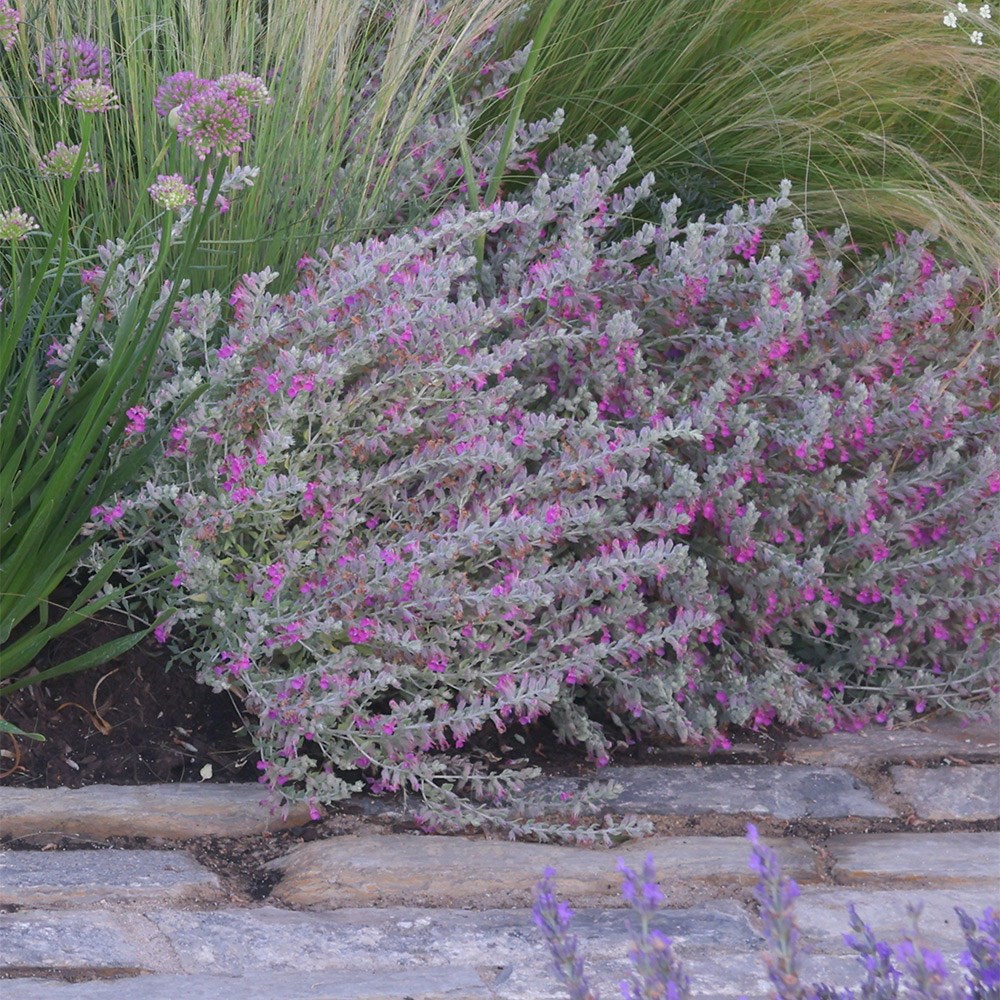 <i>Teucrium marum</i> 