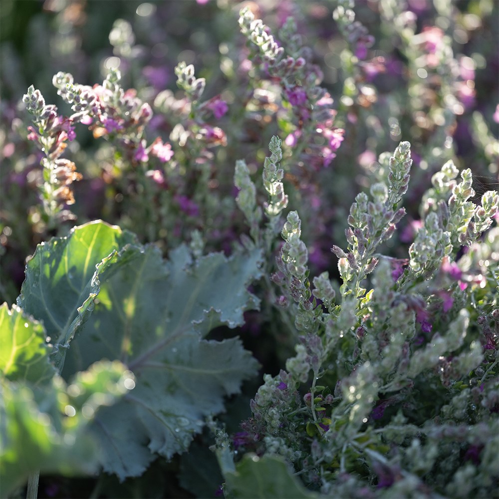 <i>Teucrium marum</i> 