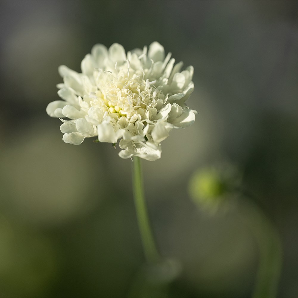 <i>Cephalaria alpina</i> 