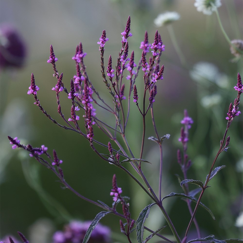 <i>Verbena × baileyana</i> 'Purple Haze'